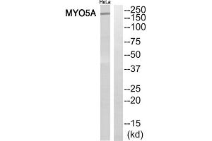 Western blot analysis of extracts from HeLa cells, using MYO5A antibody. (MYO5A 抗体  (C-Term))