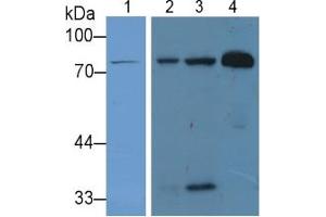 Rabbit Detection antibody from the kit in WB with Positive Control: Sample Lane1: Human Liver lysate; Lane2: Human Lung lysate; Lane3: Mouse Lung lysate; Lane4: Human Serum lysate. (Lactoferrin ELISA 试剂盒)