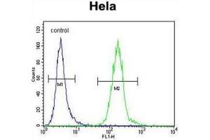 Flow cytometric analysis of Hela cells using LDLRAD2 Antibody (Center) Cat. (LDLRAD2 抗体  (Middle Region))