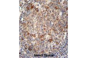 ABCC10 antibody (Center) immunohistochemistry analysis in formalin fixed and paraffin embedded human tonsil tissue followed by peroxidase conjugation of the secondary antibody and DAB staining. (ABCC10 抗体  (Middle Region))