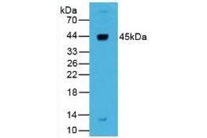 Rabbit Detection antibody from the kit in WB with Positive Control: Human liver tissue.