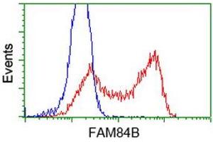 HEK293T cells transfected with either RC207996 overexpress plasmid (Red) or empty vector control plasmid (Blue) were immunostained by anti-FAM84B antibody (ABIN2453035), and then analyzed by flow cytometry. (FAM84B 抗体)
