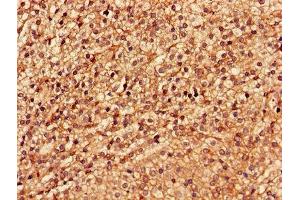 Immunohistochemistry of paraffin-embedded human adrenal gland tissue using ABIN7174192 at dilution of 1:100 (LSM4 抗体  (AA 1-139))