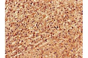 Immunohistochemistry of paraffin-embedded human adrenal gland tissue using ABIN7174192 at dilution of 1:100 (LSM4 抗体  (AA 1-139))