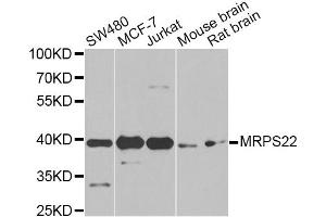 Western blot analysis of extracts of various cell lines, using MRPS22 Antibody. (MRPS22 抗体)