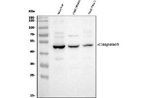 Western blot analysis of Caspase-9/Casp9 using anti-Caspase-9/Casp9 antibody (ABIN7600418).