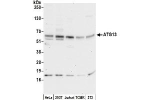 anti-Autophagy Related 13 (ATG13) (AA 450-500) antibody