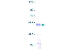HIST1H2BK Protein (AA 1-126) (GST tag)