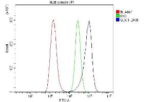 anti-Syndecan 1 (SDC1) (AA 218-251), (C-Term) antibody