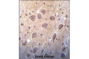 Metabotropic Glutamate Receptor 7 (GPRC1G) Antibody immunohistochemistry analysis in formalin fixed and paraffin embedded human brain tissue followed by peroxidase conjugation of the secondary antibody and DAB staining. (GRM7 抗体  (C-Term))