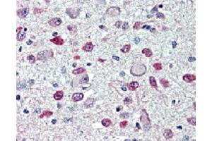 Immunohistochemical staining of FTO with anti-FTO (human), mAb (AG103)  in brain, hypothalamus and paraventricular nucleus (5~10 μg/ml). (FTO 抗体)