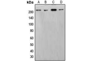 Western blot analysis of BRM expression in HepG2 (A), HeLa (B), THP1 (C), NIH3T3 (D) whole cell lysates. (SMARCA2 抗体  (Center))