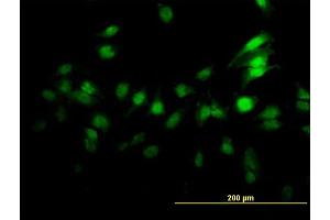 Immunofluorescence (IF) image for anti-Zinc Finger Protein 496 (ZNF496) (AA 485-585) antibody (ABIN529789)