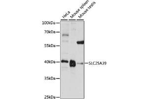 Western blot analysis of extracts of various cell lines, using SLC25A39 antibody (ABIN6290961) at 1:1000 dilution. (SLC25A39 抗体)