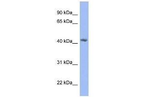 PRPSAP2 antibody used at 1 ug/ml to detect target protein. (PRPSAP2 抗体  (N-Term))