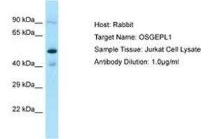Image no. 1 for anti-O-Sialoglycoprotein Endopeptidase-Like 1 (OSGEPL1) (C-Term) antibody (ABIN6750219) (OSGEPL1 抗体  (C-Term))