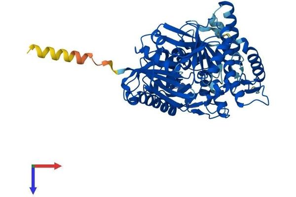 GK5 Protein (AA 1-534) (His tag)