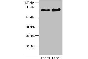 Western blot All lanes: INTS10 antibody at 4. (INTS1 抗体  (AA 451-710))