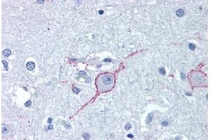 Anti-GALR3 antibody  ABIN1048646 IHC staining of human brain, cortex. (GALR3 抗体  (Extracellular Domain))