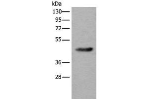 Western blot analysis of Human heart tissue lysate using CDKL4 Polyclonal Antibody at dilution of 1:550 (CDKL4 抗体)
