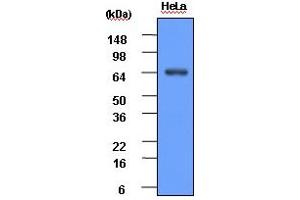 Western blot analysis: HeLa cell lysate (30ug) was resolved by SDS-PAGE, transferred to PVDF membrane and probed with anti-human Hsp70 (1:1000). (HSP70 抗体)