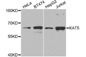 Western blot analysis of extracts of various cell lines, using KAT5 antibody (ABIN5970837) at 1/1000 dilution. (KAT5 抗体)