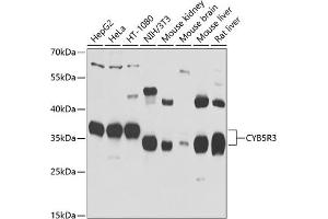 Western blot analysis of extracts of various cell lines, using CYB5R3 antibody (ABIN6127675, ABIN6139298, ABIN6139299 and ABIN6223438) at 1:1000 dilution. (CYB5R3 抗体  (AA 125-334))