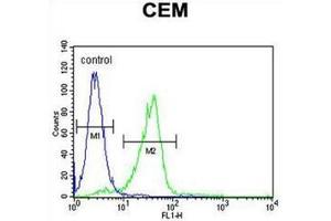 C11orf74 Antibody (C-term) flow cytometric analysis of CEM cells (right histogram) compared to a negative control cell (left histogram). (C11ORF74 抗体  (C-Term))