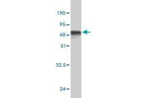 Western Blot detection against Immunogen (61.