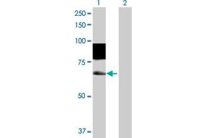 Western Blot analysis of SSH3 expression in transfected 293T cell line by SSH3 MaxPab polyclonal antibody. (SSH3 抗体  (AA 1-659))