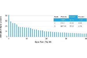 Protein Array (PAr) image for anti-Lysosomal-Associated Membrane Protein Family, Member 5 (LAMP5) antibody (ABIN7456234) (LAMP5 抗体)