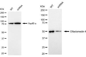 Western blotting analysis using Olfactomedin 4 antibody (ABIN7799698).