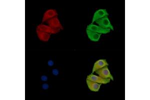 ABIN7096770 and ABIN7100836 staining Hela cells by IF/ICC.