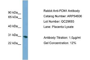 WB Suggested Anti-FCN1  Antibody Titration: 0. (FCN1 抗体  (Middle Region))