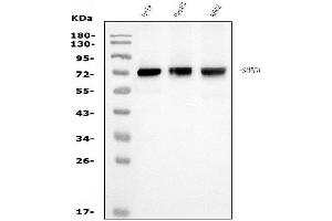 Western blot analysis of SAMHD1 using anti-SAMHD1 antibody (ABIN7601515).