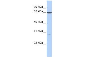 WB Suggested Anti-HAS3 Antibody Titration:  0. (HAS3 抗体  (N-Term))