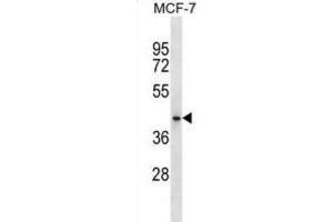 Western Blotting (WB) image for anti-HAUS Augmin-Like Complex, Subunit 7 (HAUS7) antibody (ABIN2999609) (HAUS7 抗体)