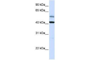 ARMCX1 antibody used at 1 ug/ml to detect target protein.