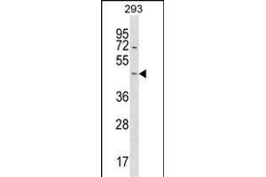 STARD7 Antibody (N-term) (ABIN1539392 and ABIN2850091) western blot analysis in 293 cell line lysates (35 μg/lane). (STARD7 抗体  (N-Term))