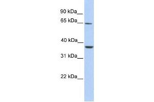 Western Blotting (WB) image for anti-Zinc Finger Protein 677 (ZNF677) antibody (ABIN2458466) (ZNF677 抗体)