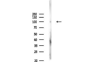 anti-Kinesin Associated Protein 3 (KIFAP3) (N-Term) antibody