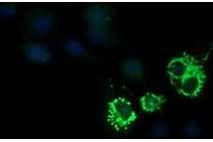 Image no. 2 for anti-Cytidine Monophosphate (UMP-CMP) Kinase 1, Cytosolic (CMPK1) antibody (ABIN1497541) (Cytidine Monophosphate (UMP-CMP) Kinase 1, Cytosolic (CMPK1) 抗体)