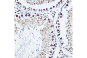 Immunohistochemistry of paraffin-embedded mouse testis using GA Rabbit pAb (ABIN3022563, ABIN3022564, ABIN3022565, ABIN1679943 and ABIN6218905) at dilution of 1:200 (40x lens).