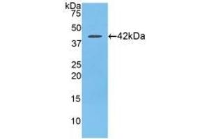 Western blot analysis of recombinant Rat SLC. (CCL21 抗体  (AA 5-132))