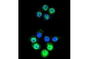 Confocal immunofluorescent analysis of AKR1B1 Antibody (C-term) (ABIN389205 and ABIN2839363) with 293 cell followed by Alexa Fluor 488-conjugated goat anti-rabbit lgG (green). (AKR1B1 抗体  (C-Term))