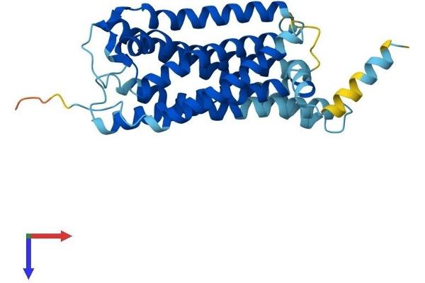 GPR171 Protein (AA 1-319) (His tag)