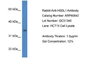 Western Blotting (WB) image for anti-Hydroxysteroid Dehydrogenase Like 1 (HSDL1) (N-Term) antibody (ABIN2788522) (HSDL1 抗体  (N-Term))