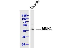 Mouse muscle lysates probed with MNK2 Polyclonal Antibody, Unconjugated  at 1:300 dilution and 4˚C overnight incubation. (MKNK2 抗体  (AA 1-100))
