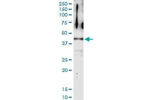 Immunoprecipitation of TWF2 transfected lysate using anti-TWF2 MaxPab rabbit polyclonal antibody and Protein A Magnetic Bead , and immunoblotted with TWF2 purified MaxPab mouse polyclonal antibody (B01P) . (TWF2 抗体  (AA 1-349))