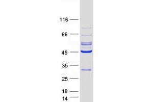 Western Blotting (WB) image for Leucine Rich Repeat Containing 23 (LRRC23) (Transcript Variant 1) protein (Myc-DYKDDDDK Tag) (ABIN2724900)